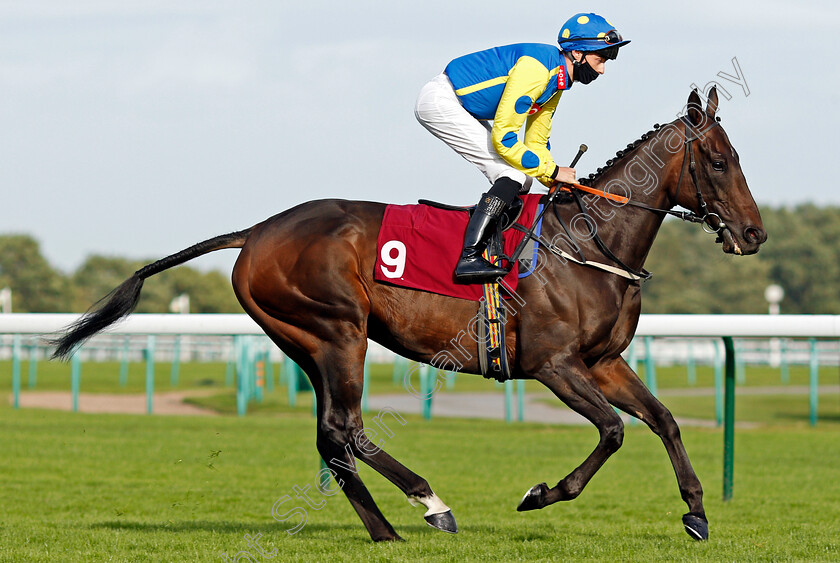 Music-Seeker-0001 
 MUSIC SEEKER (C J MacRedmond)
Haydock 4 Sep 2020 - Pic Steven Cargill / Racingfotos.com