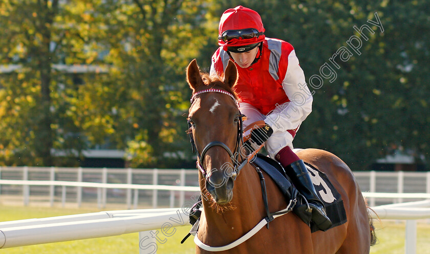 Tritonic-0001 
 TRITONIC (Oisin Murphy) winner of The Haynes Hanson & Clark Conditions Stakes
Newbury 20 Sep 2019 - Pic Steven Cargill / Racingfotos.com