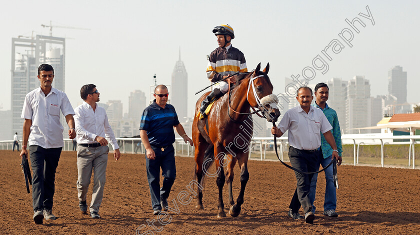 Shamaal-Nibras-0009 
 SHAMAAL NIBRAS (Pat Dobbs) after The Jebel Ali Mile Jebel Ali 26 Jan 2018 - Pic Steven Cargill / Racingfotos.com