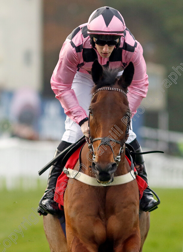 Fast-Buck-0001 
 FAST BUCK (Ciaran Gethings)
Sandown 8 Dec 2023 - Pic Steven Cargill / Racingfotos.com