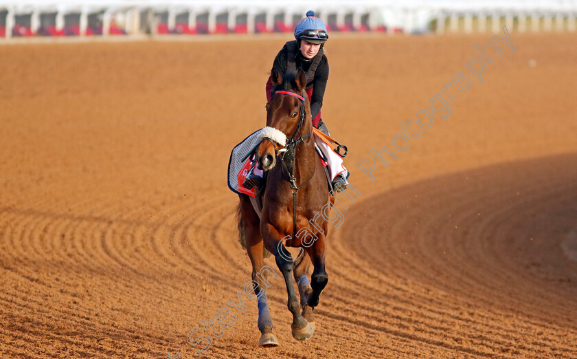 Al-Qareem-0001 
 AL QAREEM training for The Red Sea Turf Handicap
King Abdulaziz Racecourse, Kingdom of Saudi Arabia, 22 Feb 2023 - Pic Steven Cargill / Racingfotos.com