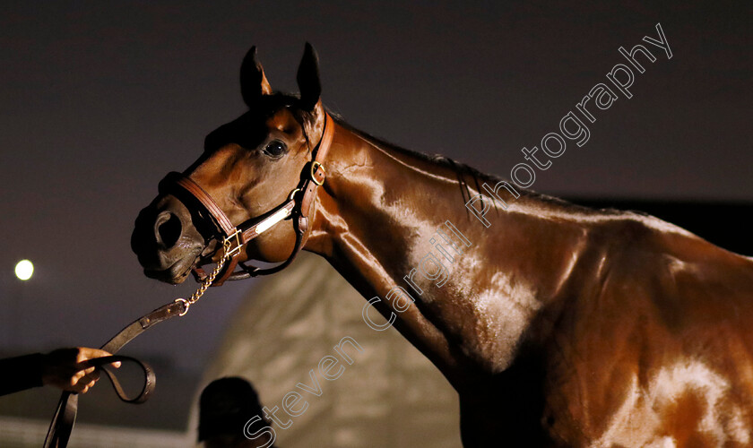 Flightline-0005 
 FLIGHTLINE after training for the Breeders' Cup Classic
Keeneland USA 1 Nov 2022 - Pic Steven Cargill / Racingfotos.com