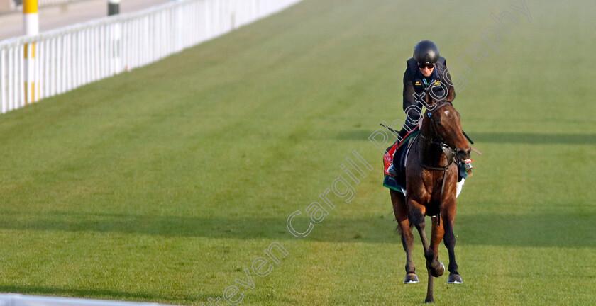 Subjectivist-0003 
 SUBJECTIVIST (Joe Fanning) training for The Red Sea Turf Handicap
King Abdulaziz Racecourse, Kingdom of Saudi Arabia, 22 Feb 2023 - Pic Steven Cargill / Racingfotos.com