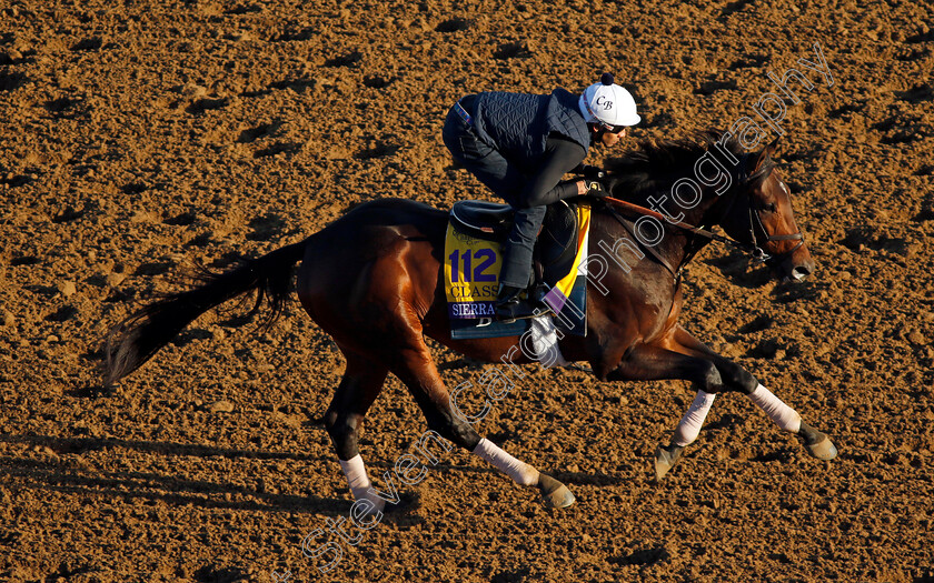 Sierra-Leone-0001 
 SIERRA LEONE training for the Breeders' Cup Classic
Del Mar USA 30 Oct 2024 - Pic Steven Cargill / Racingfotos.com