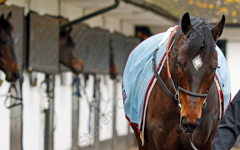 Altior-0014 
 ALTIOR at the stables of Nicky Henderson, Lambourn 6 Feb 2018 - Pic Steven Cargill / Racingfotos.com