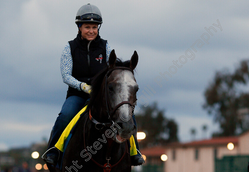 Arrogate-0012 
 ARROGATE training for The Breeders' Cup Classic at Del Mar 2 Nov 2017 - Pic Steven Cargill / Racingfotos.com