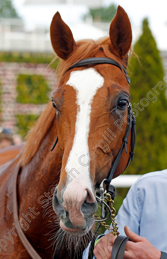 Gallantly-0006 
 GALLANTLY winner of The ESL Export Maiden Stakes
Chester 8 May 2024 - Pic Steven Cargill / Racingfotos.com