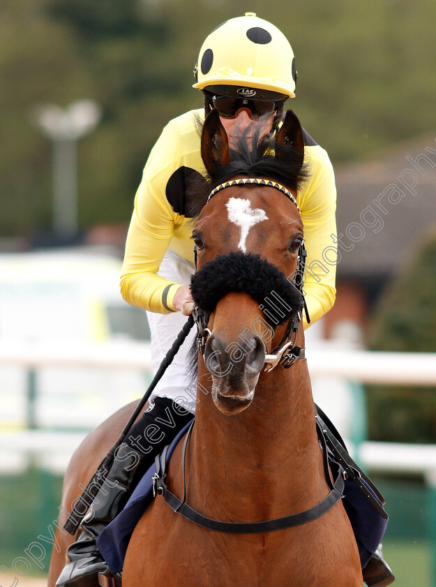 Say-The-Word-0002 
 SAY THE WORD (Jack Mitchell)
Southwell 29 Apr 2019 - Pic Steven Cargill / Racingfotos.com