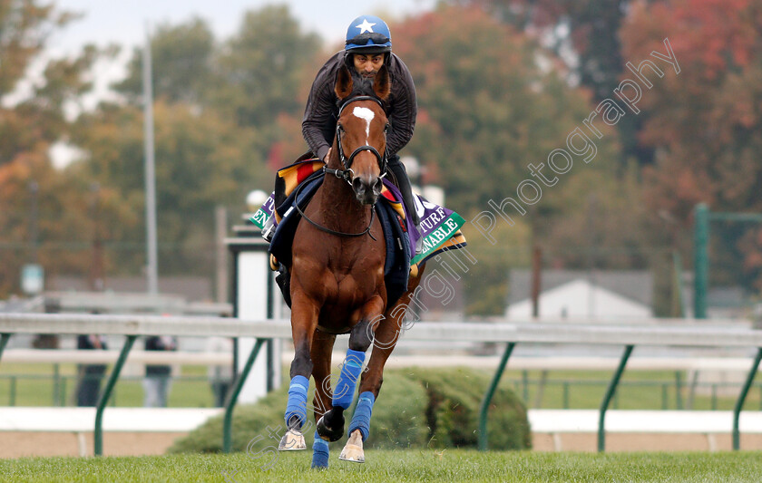 Enable-0007 
 ENABLE exercising ahead of the Breeders' Cup Turf
Churchill Downs 30 Oct 2018 - Pic Steven Cargill / Racingfotos.com