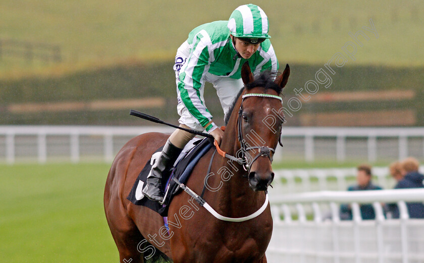 Duke-Of-Condicote-0001 
 DUKE OF CONDICOTE (David Probert)
Goodwood 25 Sep 2019 - Pic Steven Cargill / Racingfotos.com