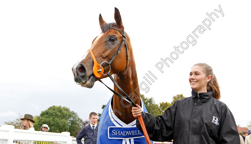 Spirit-Of-Appin-0006 
 SPIRIT OF APPIN after The Princess Royal Muhaarar Stakes
Newmarket 27 Sep 2019 - Pic Steven Cargill / Racingfotos.com