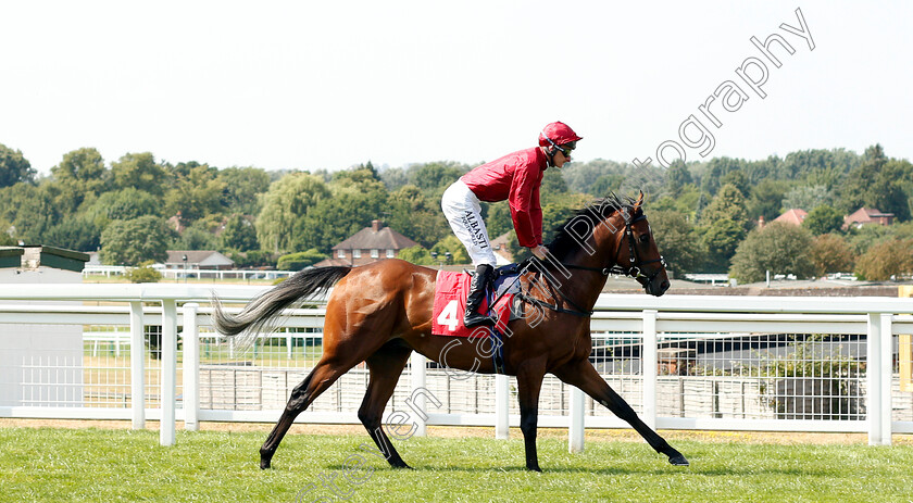 King-Of-Comedy-0001 
 KING OF COMEDY (Adam Kirby) before The Good Care Group British EBF Novice Stakes Div2
Sandown 6 Jul 2018 - Pic Steven Cargill / Racingfotos.com