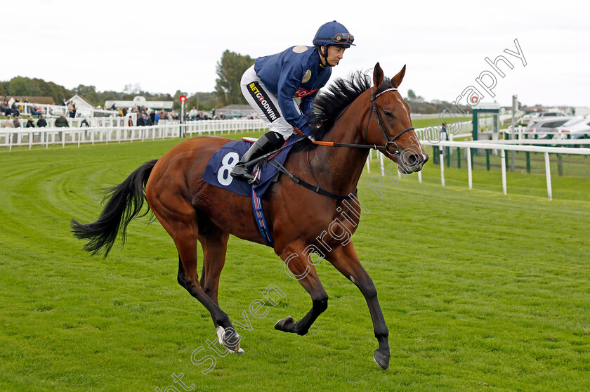 Dreaming-Spires-0001 
 DREAMING SPIRES (Hayley Turner)
Yarmouth 16 Oct 2023 - Pic Steven Cargill / Racingfotos.com