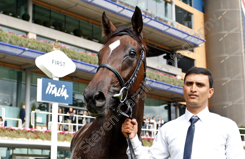 Shambolic-0009 
 SHAMBOLIC after The Royal Foresters British EBF Fillies Novice Stakes
Ascot 8 Sep 2018 - Pic Steven Cargill / Racingfotos.com