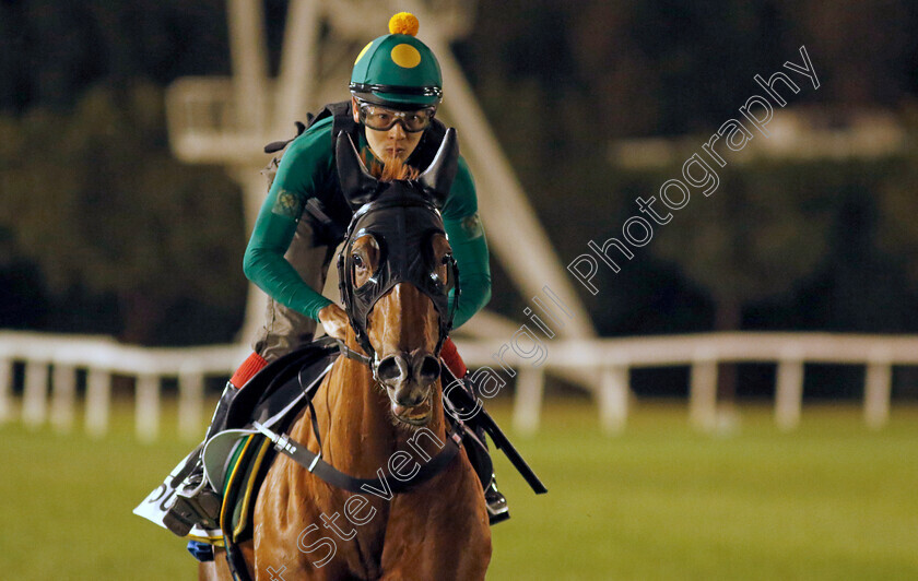 Duke-Wai-0001 
 DUKE WAI training for The Al Quoz Sprint
Meydan, Dubai, 22 Mar 2023 - Pic Steven Cargill / Racingfotos.com