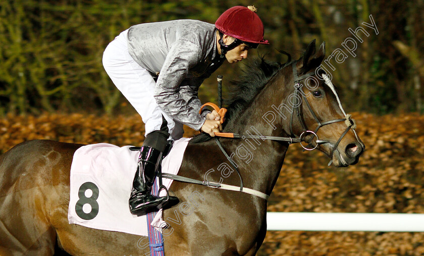 Al-Messila-0001 
 AL MESSILA (Sean Levey)
Kempton 5 Dec 2018 - Pic Steven Cargill / Racingfotos.com