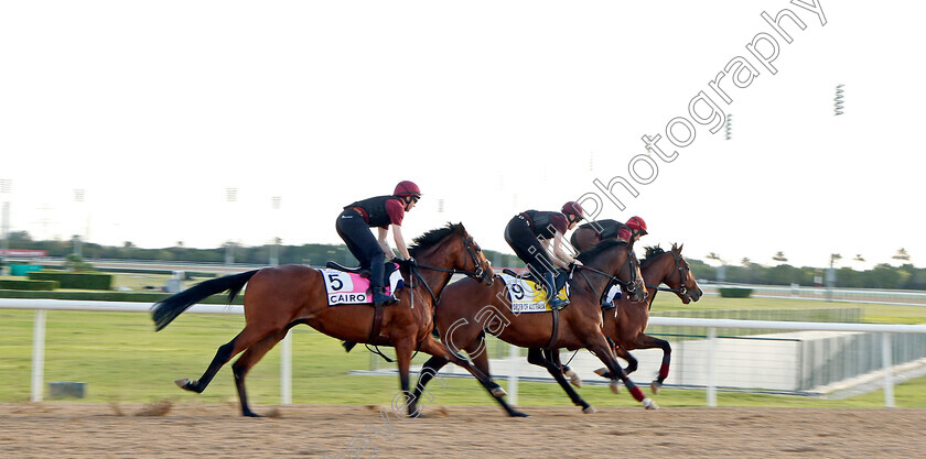 Broome,-Order-Of-Australia-and-Cairo-0001 
 BROOME, ORDER OF AUSTRALIA and CAIRO training at the Dubai World Cup
Meydan, Dubai, 23 Mar 2023 - Pic Steven Cargill / Racingfotos.com