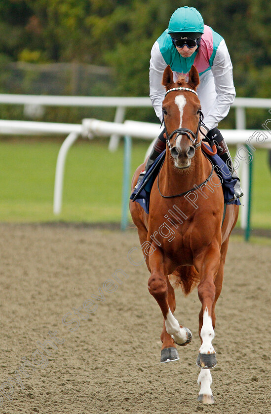 Deference-0001 
 DEFERENCE (Robert Havlin)
Lingfield 3 Oct 2019 - Pic Steven Cargill / Racingfotos.com