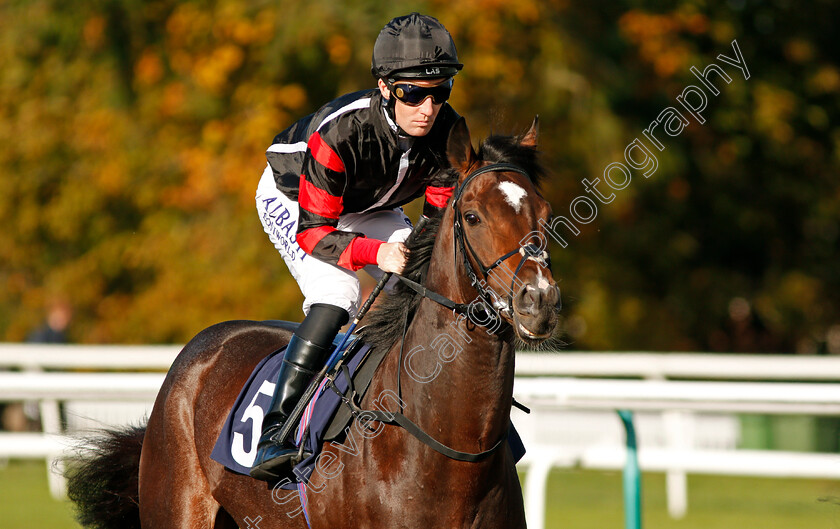 Francis-Xavier-0002 
 FRANCIS XAVIER (Pat Cosgrave) Lingfield 5 Oct 2017 - Pic Steven Cargill / Racingfotos.com