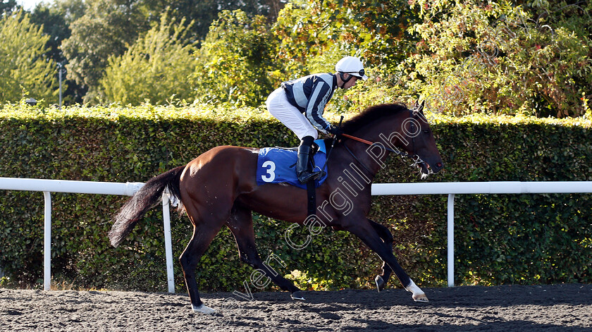 Bhodi-0001 
 BHODI (Oisin Murphy)
Kempton 8 Aug 2018 - Pic Steven Cargill / Racingfotos.com