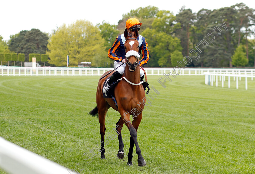 Star-From-Afarhh-0001 
 STAR FROM AFARHH (James Doyle)
Ascot 27 Apr 2022 - Pic Steven Cargill / Racingfotos.com