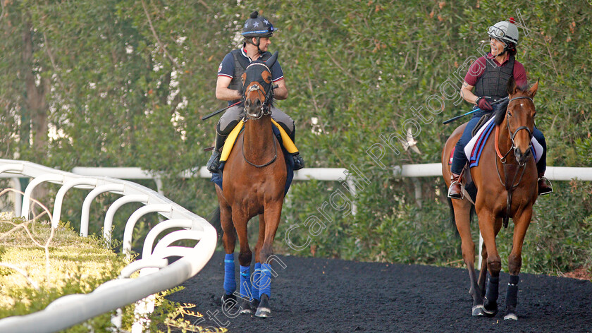 Monarchs-Glen-and-Big-Orange-0002 
 MONARCHS GLEN (left) and BIG ORANGE (right) exercising in preparation for the Dubai Turf and Gold Cup respectively, Meydan 28 Mar 2018 - Pic Steven Cargill / Racingfotos.com