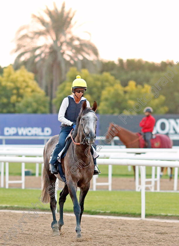 Ardakan-0002 
 ARDAKAN training at Meydan, Dubai
2 Feb 2023 - Pic Steven Cargill / Racingfotos.com