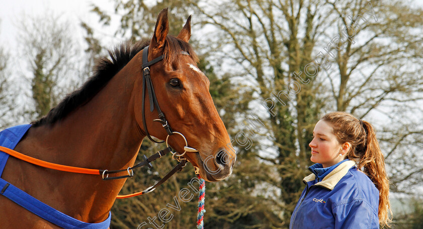 Cue-Card-0007 
 CUE CARD at Colin Tizzard's stables near Sherborne 21 Feb 2018 - Pic Steven Cargill / Racingfotos.com