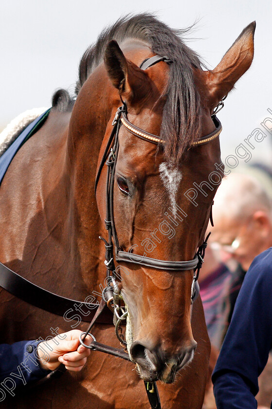 Douvan-0002 
 DOUVAN parading at The Curragh 10 Sep 2017 - Pic Steven Cargill / Racingfotos.com