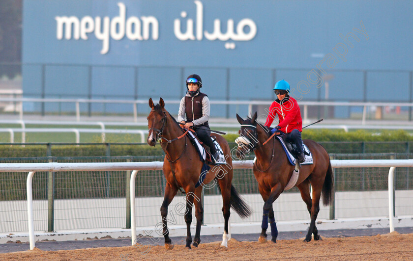 Island-Brave-and-Pensiero-d Amore-0001 
 ISLAND BRAVE exercising for trainer Heather Main, with PENSIERO D'AMORE trained by Marco Botti
Meydan, Dubai, 3 Feb 2022 - Pic Steven Cargill / Racingfotos.com