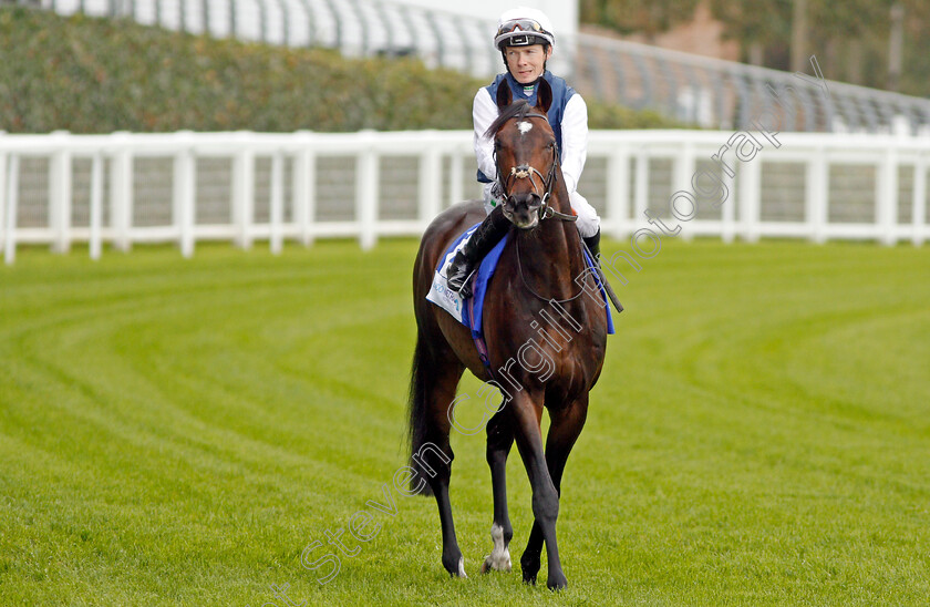 Cap-Francais-0001 
 CAP FRANCAIS (Jamie Spencer)
Ascot 4 Oct 2019 - Pic Steven Cargill / Racingfotos.com