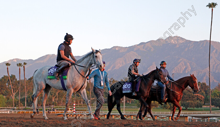 Lord-Glitters-and-A Ali-0001 
 LORD GLITTERS (left) and A'ALI (centre) training for The Breeders' Cup 
Santa Anita USA 31 Oct 2019 - Pic Steven Cargill / Racingfotos.com