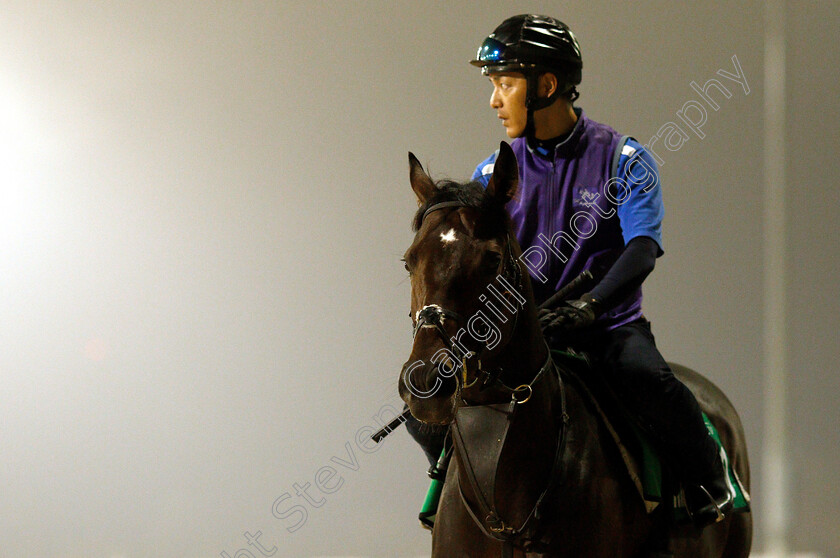 Rey-De-Oro-0001 
 REY DE ORO training for The Dubai Sheema Classic
Meydan 29 Mar 2019 - Pic Steven Cargill / Racingfotos.com