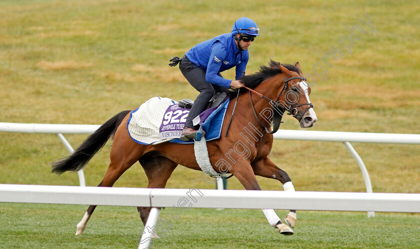 Mischief-Magic-0002 
 MISCHIEF MAGIC training for the Breeders' Cup Juvenile Turf Sprint
Keeneland USA 2 Nov 2022 - Pic Steven Cargill / Racingfotos.com