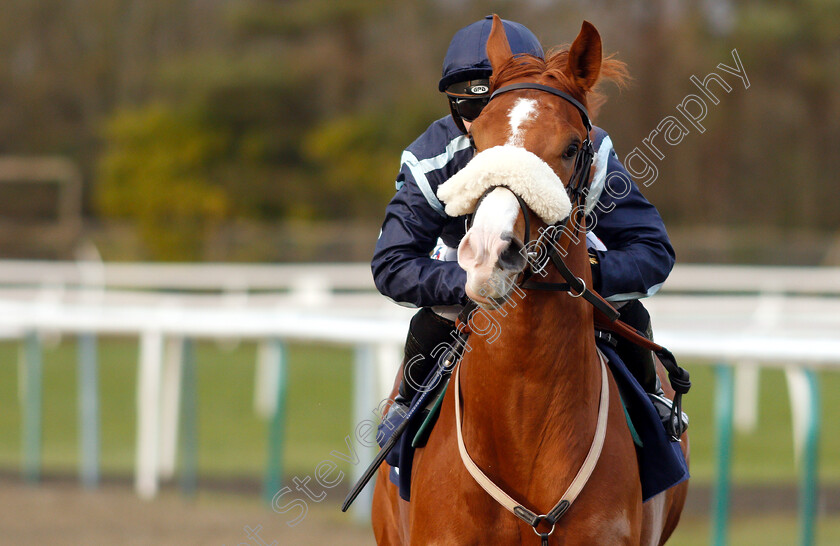 Harvey-Dent-0002 
 HARVEY DENT (Hollie Doyle) winner of The Ladbrokes Home Of The Odds Boost Novice Median Auction Stakes
Lingfield 25 Jan 2019 - Pic Steven Cargill / Racingfotos.com