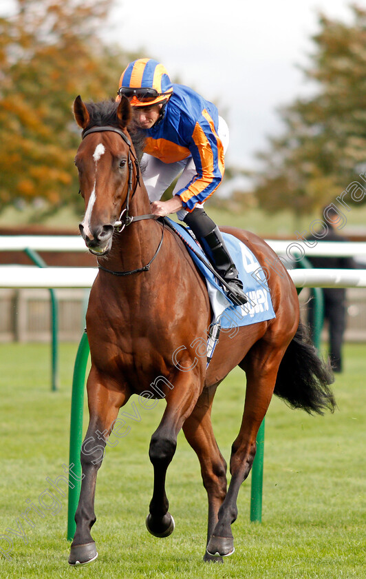 Pistoletto-0001 
 PISTOLETTO (Ryan Moore)
Newmarket 11 Oct 2019 - Pic Steven Cargill / Racingfotos.com