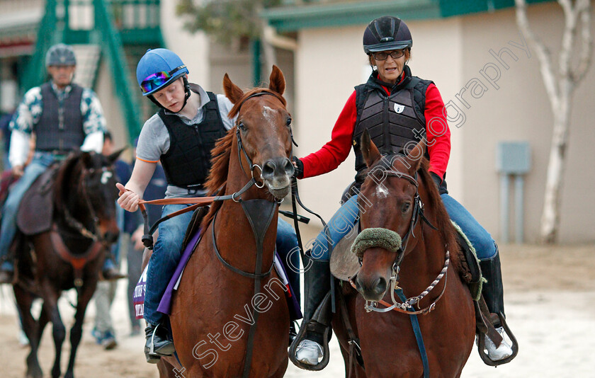 Cotai-Glory-0001 
 COTAI GLORY training for The Breeders' Cup Turf Sprint at Del Mar USA, 1 Nov 2017 - Pic Steven Cargill / Racingfotos.com