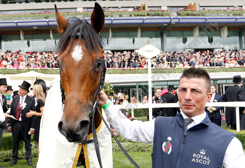 Without-Parole-0017 
 WITHOUT PAROLE after The St James's Palace Stakes
Royal Ascot 19 Jun 2018 - Pic Steven Cargill / Racingfotos.com