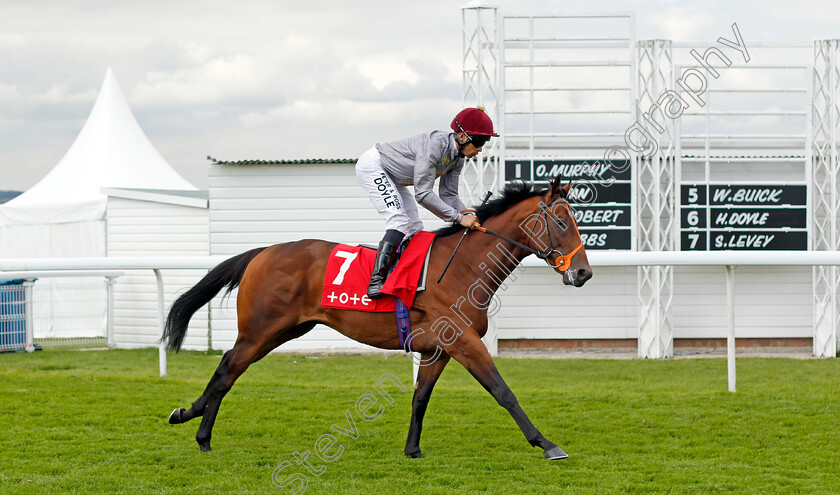 Shabbab-0002 
 SHABBAB (Sean Levey)
Goodwood 29 Aug 2021 - Pic Steven Cargill / Racingfotos.com