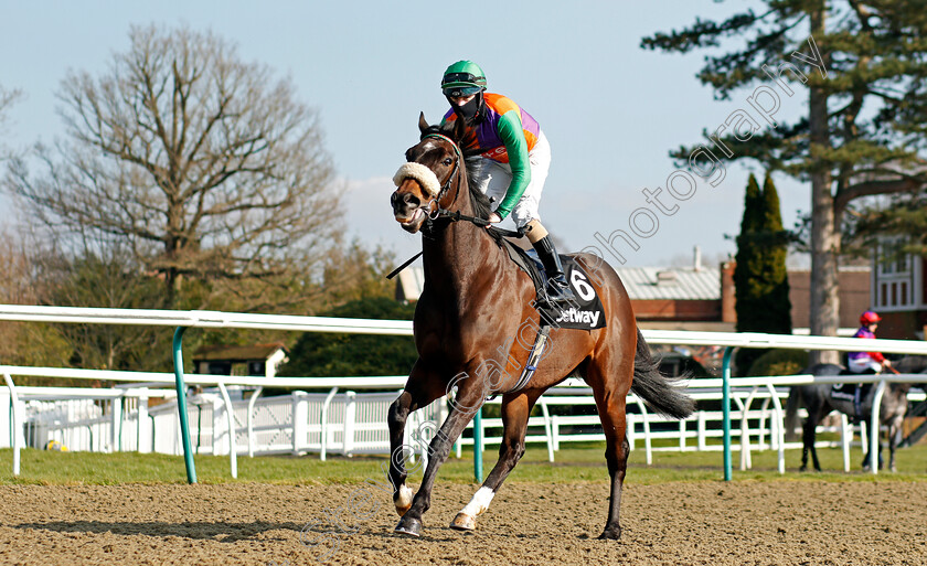 Royal-Birth-0001 
 ROYAL BIRTH (Richard Kingscote)
Lingfield 27 Feb 2021 - Pic Steven Cargill / Racingfotos.com