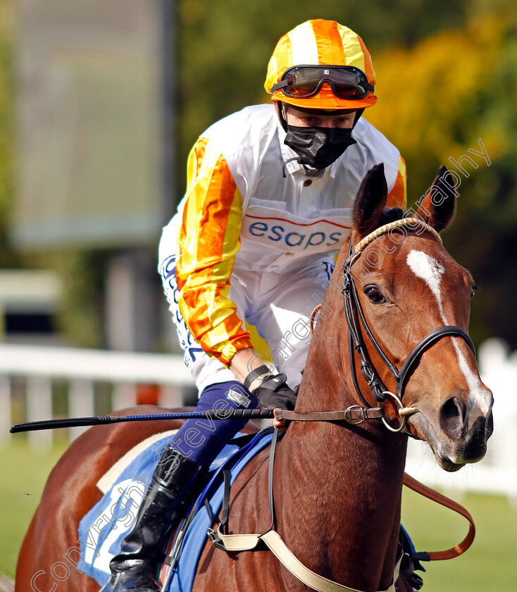 Entwine-0001 
 ENTWINE (David Probert)
Salisbury 1 Oct 2020 - Pic Steven Cargill / Racingfotos.com