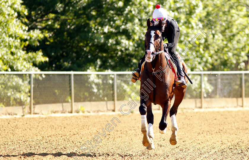 War-Of-Will-0012 
 WAR OF WILL exercising in preparation for the Preakness Stakes
Pimlico, Baltimore USA, 15 May 2019 - Pic Steven Cargill / Racingfotos.com