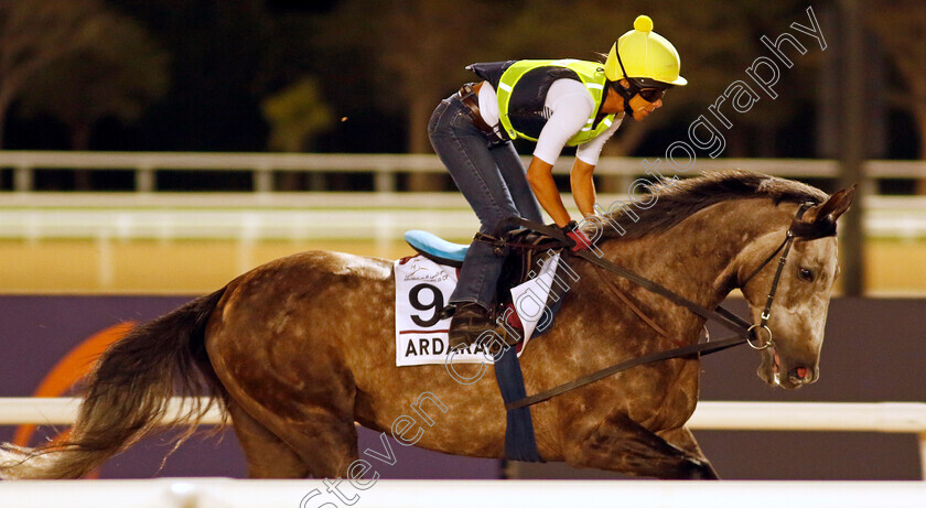 Ardakan-0001 
 ARDAKAN training for The Dubai Gold Cup
Meydan, Dubai, 22 Mar 2023 - Pic Steven Cargill / Racingfotos.com