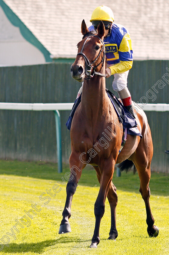 Luna-Wish-0001 
 LUNA WISH (Jimmy Quinn)
Yarmouth 17 Sep 2019 - Pic Steven Cargill / Racingfotos.com