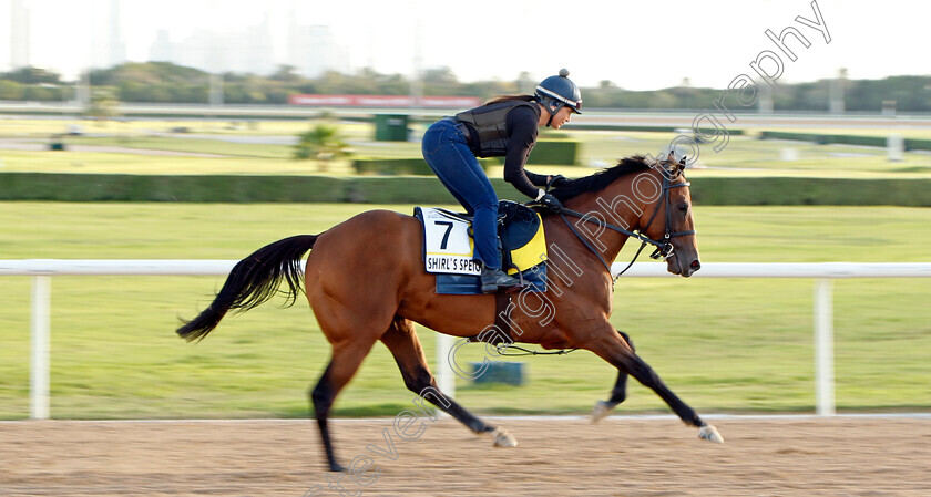 Shirl s-Speight-0002 
 SHIRL'S SPEIGHT training for the Dubai Turf
Meydan, Dubai, 23 Mar 2023 - Pic Steven Cargill / Racingfotos.com