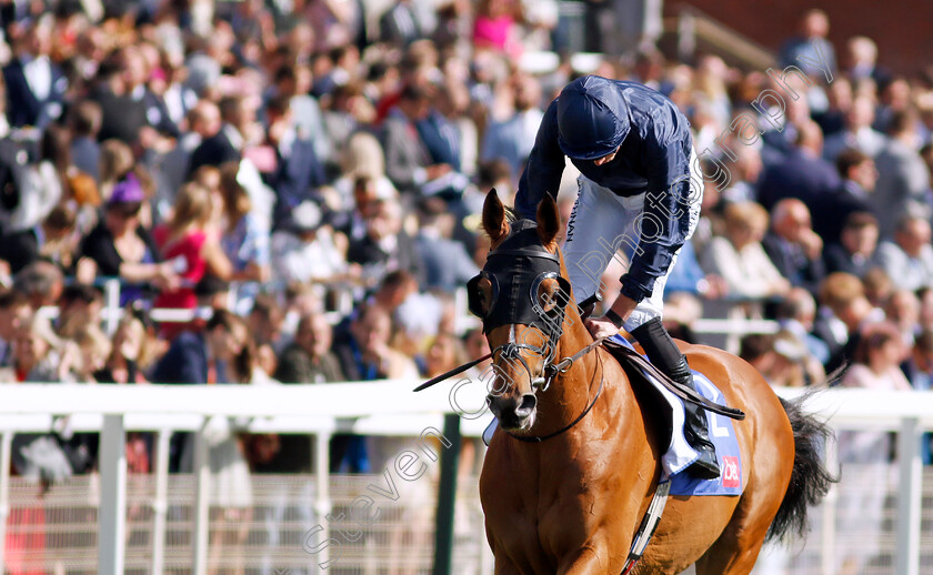 Queenstown-0002 
 QUEENSTOWN (James Doyle)
York 24 Aug 2024 - Pic Steven Cargill / Racingfotos.com