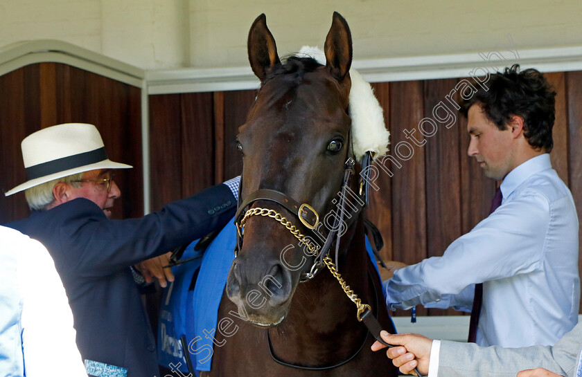 Artorius-0002 
 ARTORIUS with Sam Freedman before The Darley July Cup
Newmarket 9 Jul 2022 - Pic Steven Cargill / Racingfotos.com