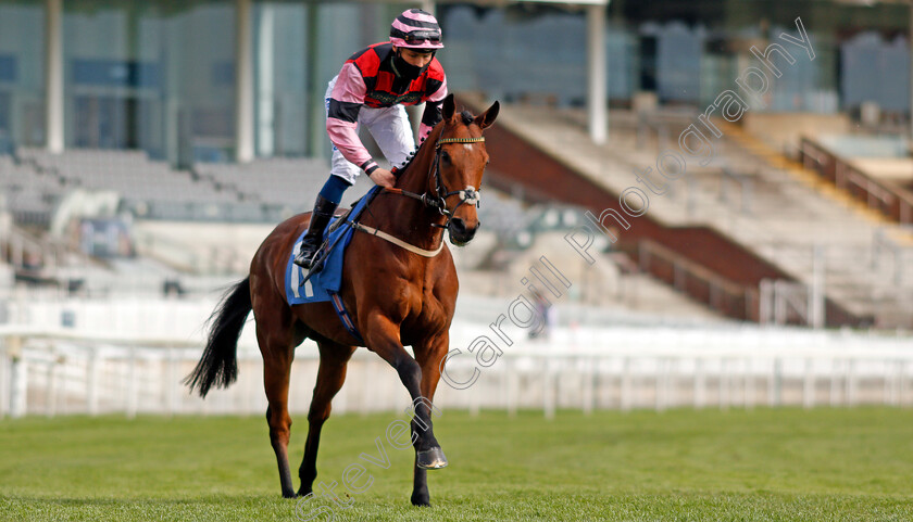 Andaleep-0001 
 ANDALEEP (William Carver)
York 12 May 2021 - Pic Steven Cargill / Racingfotos.com