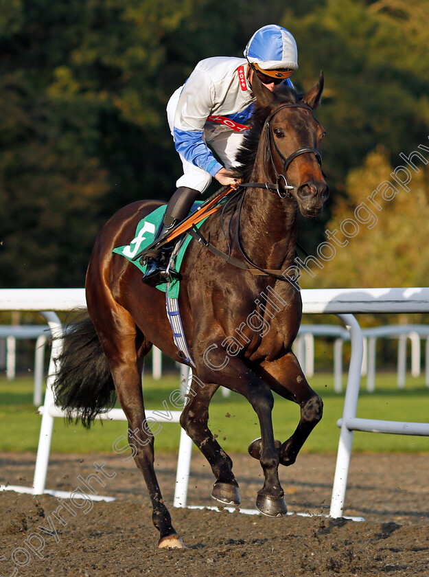 Danita 
 DANITA (Jason Watson)
Kempton 6 Oct 2021 - Pic Steven Cargill / Racingfotos.com