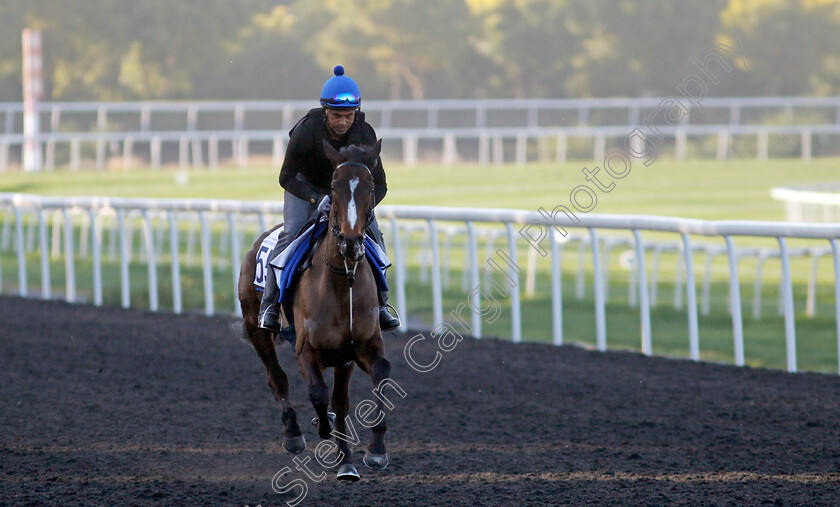 Caius-Chorister-0001 
 CAIUS CHORISTER training at the Dubai Racing Carnival
Meydan 22 Jan 2025 - Pic Steven Cargill / Racingfotos.com